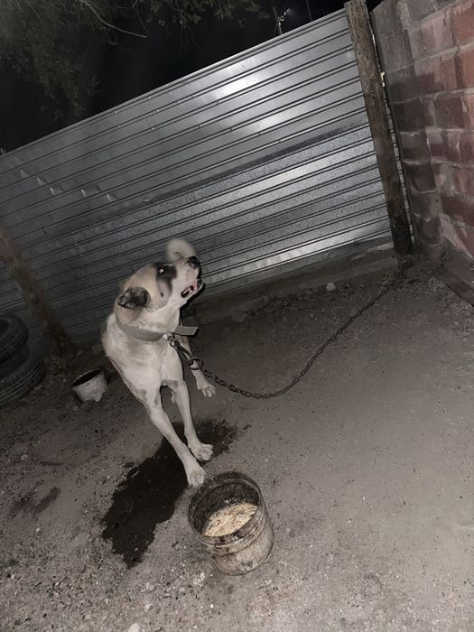 Продам собаку или поменяюсь