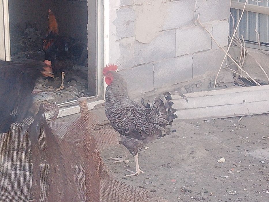 Продам молодых питухов