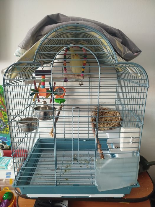 Продам попугайчика с клеткой и игрушками