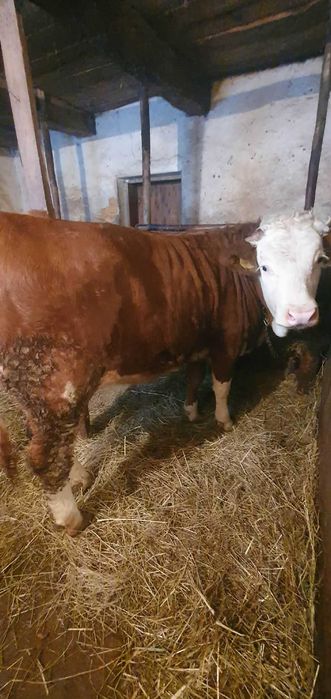 Vand vitea Baltata Romaneasca!