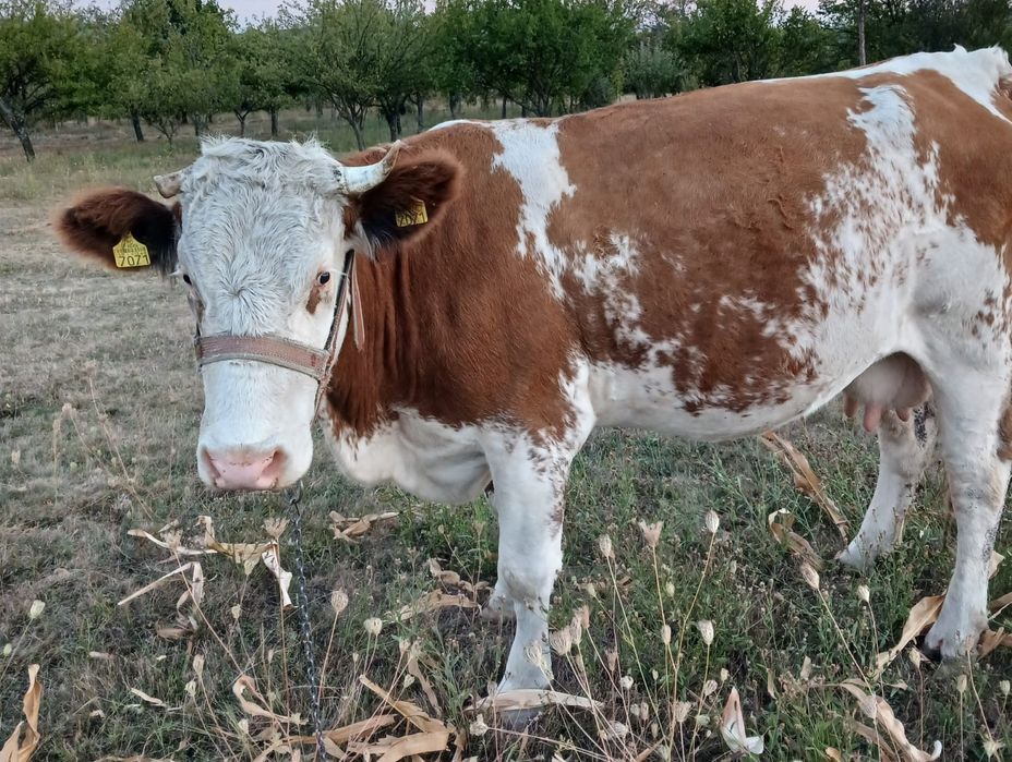 Vand vaca in varsta de 3 ani