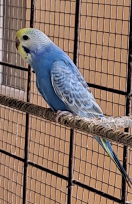 Papagali peruș, agapornis,Micul Alexander