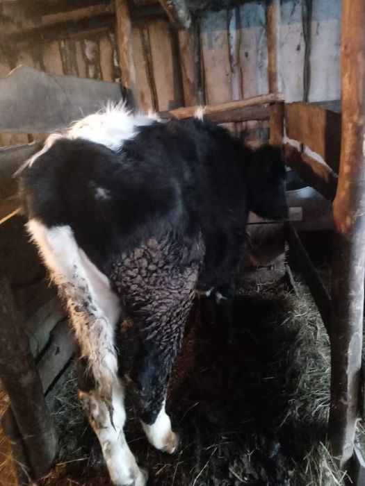 Продам  срочно бычка