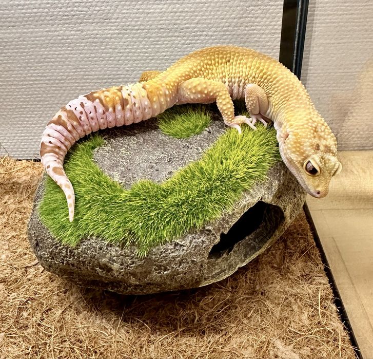 Ящерица Эублефар с террариумом