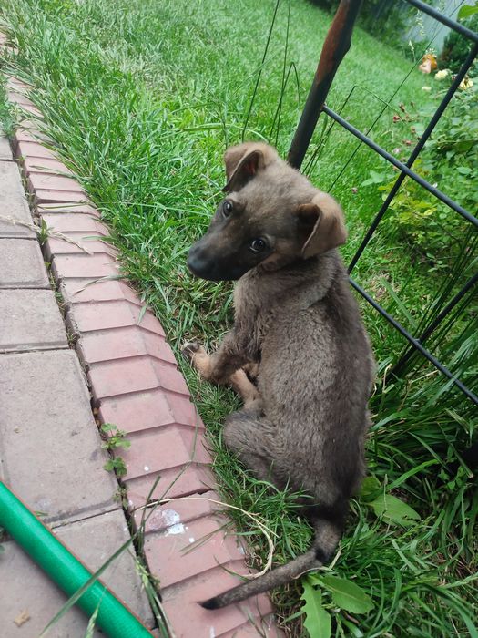 Отдам кобеля в хорошие руки