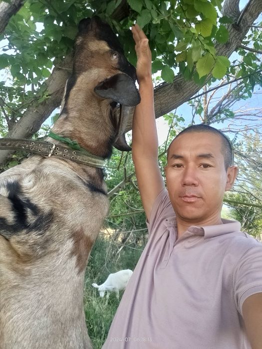 Ешкі қашыру Вязки коза