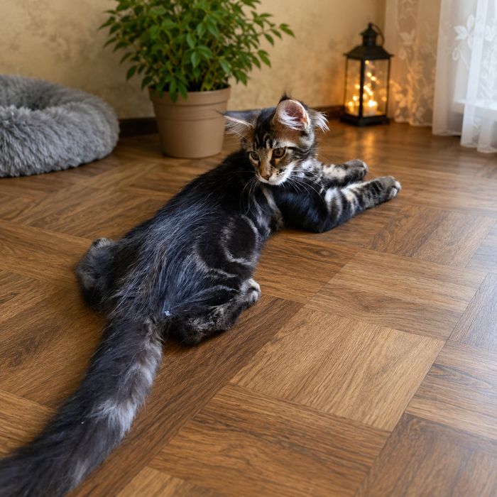 Котята породы мейн кун
