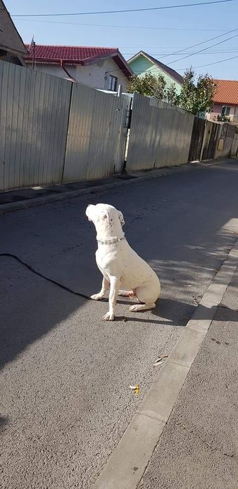 Dresaj caini la domiciliu