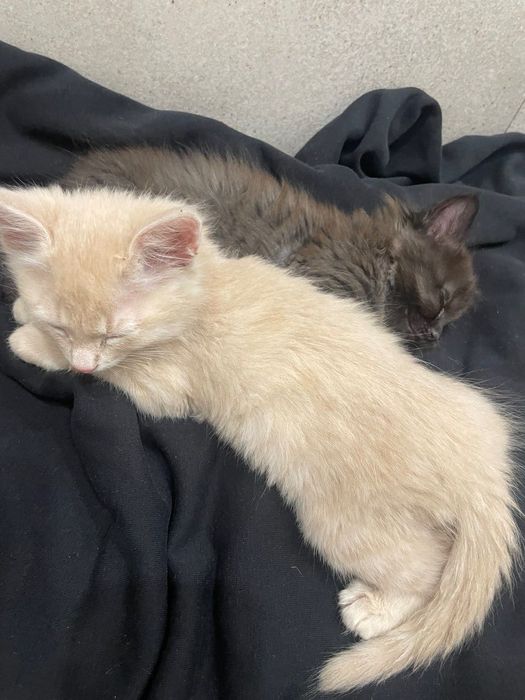 Котята бесплатно