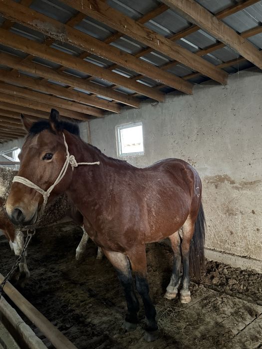 айгыр, жеребец 8 лет