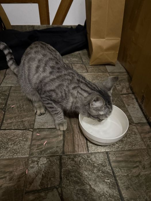 Котенок, кошечка, девочка