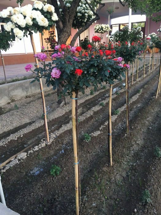 Штамповая роза