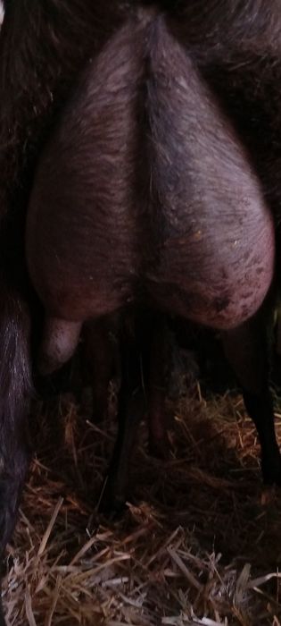 Capre anglo nubiene de lapte