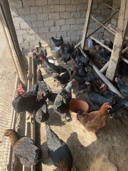 Qora tovuq uyda boqilgan