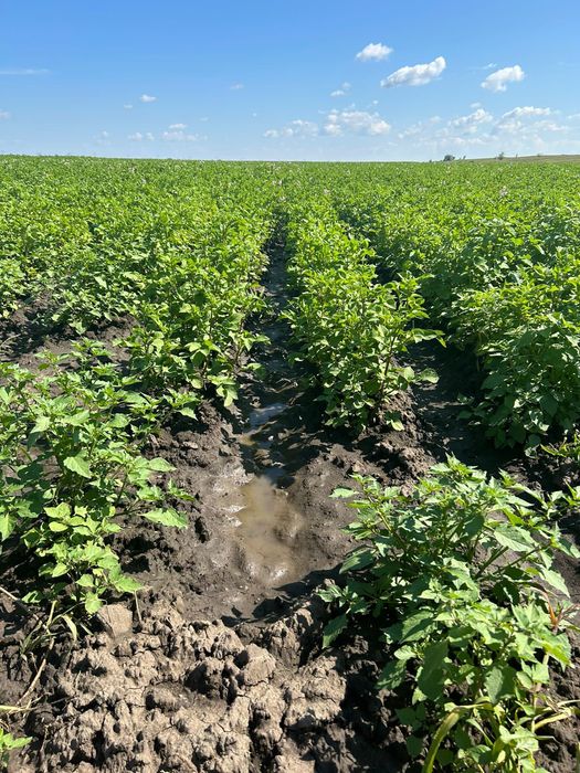 Продам крестьянское хозяйство