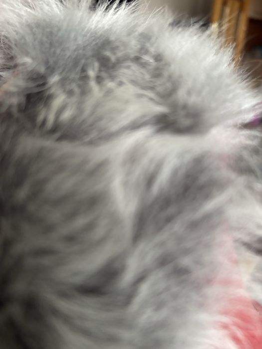 Vestă Cojoc Damă din Piele Naturală și Blană, Mărimea XL