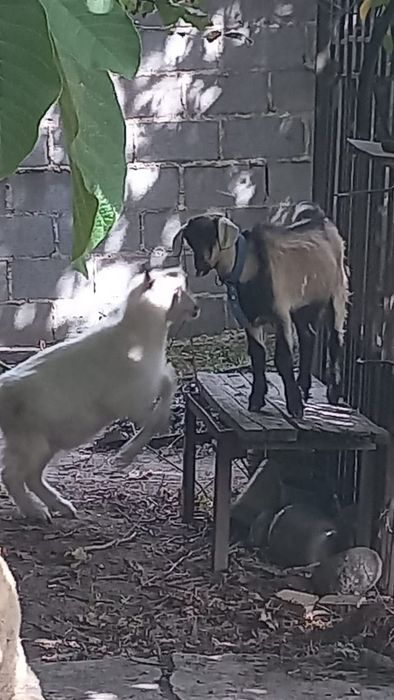 Козлятя Алматы Коксай