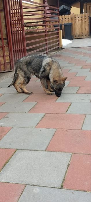 Ciobanesc German femela cu carte de origine romana