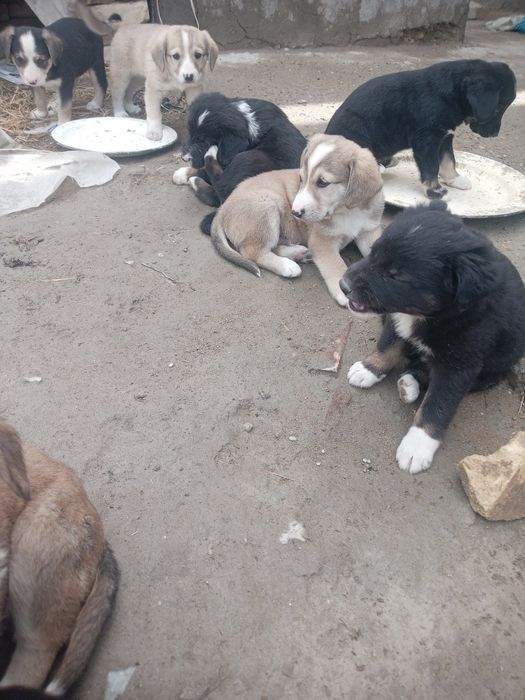 Акилли кучукчалар