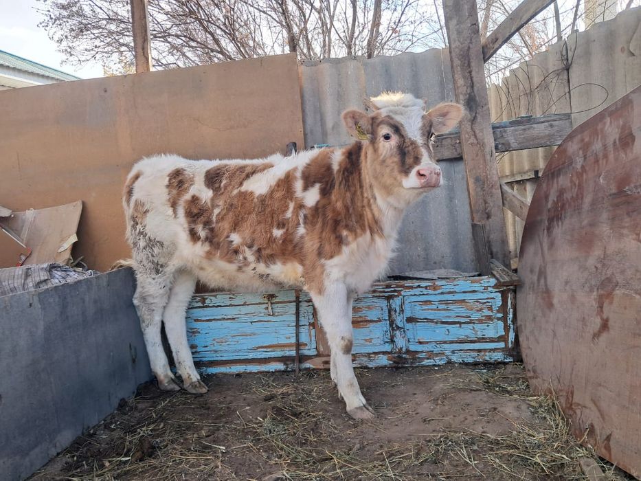 Сементал тана бир жасар