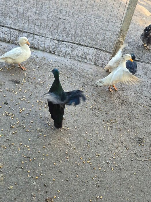 Pasari de rasă (rațe)