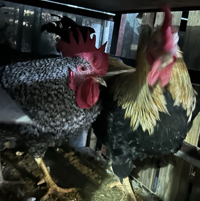 Домашние яйца, домашнее яйцо