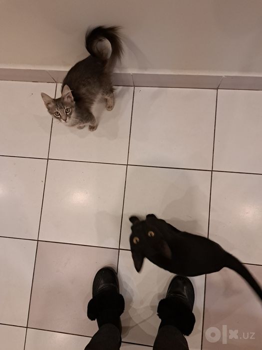 2 котёнка отдам даром.
