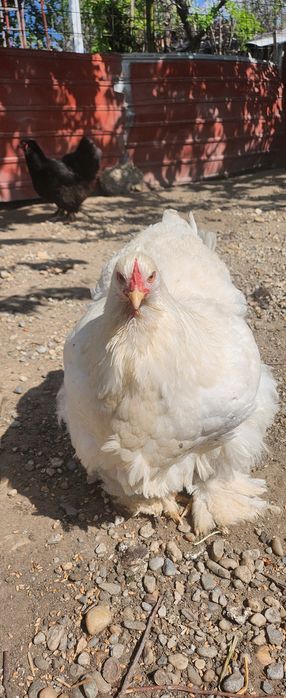 Pui de rasă brahma cochinchina potârnichiu