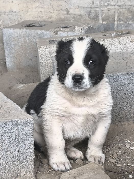 Щенки казахского тобета