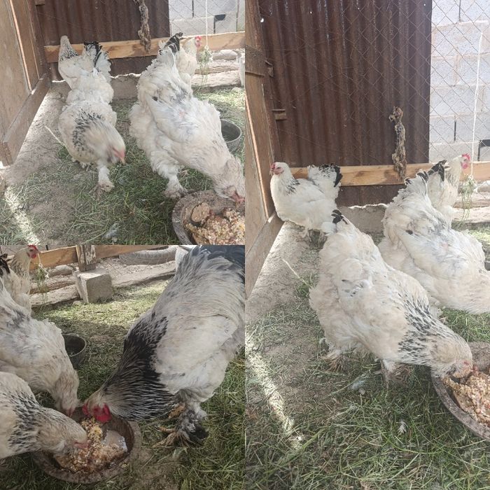Чистокровный куры Брама