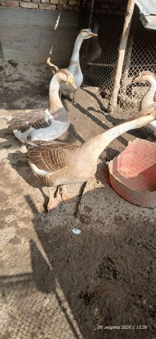 Gʻozlar erka hammasi