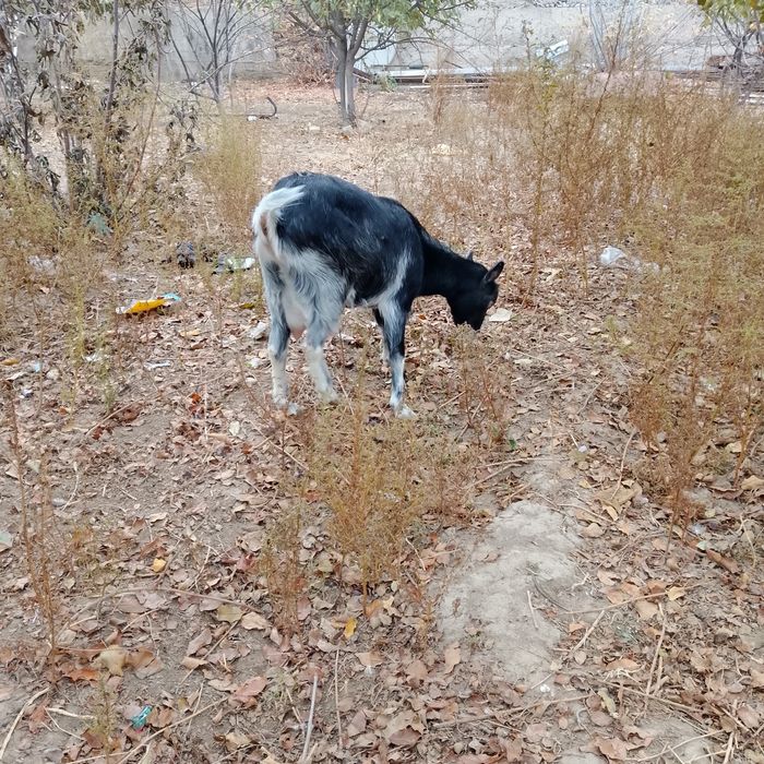 Орыс ешкылер сатылады