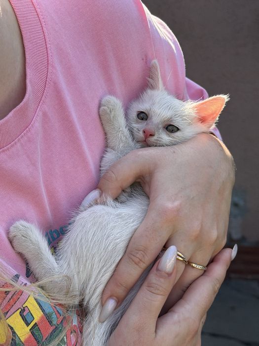 Котята бесплатно