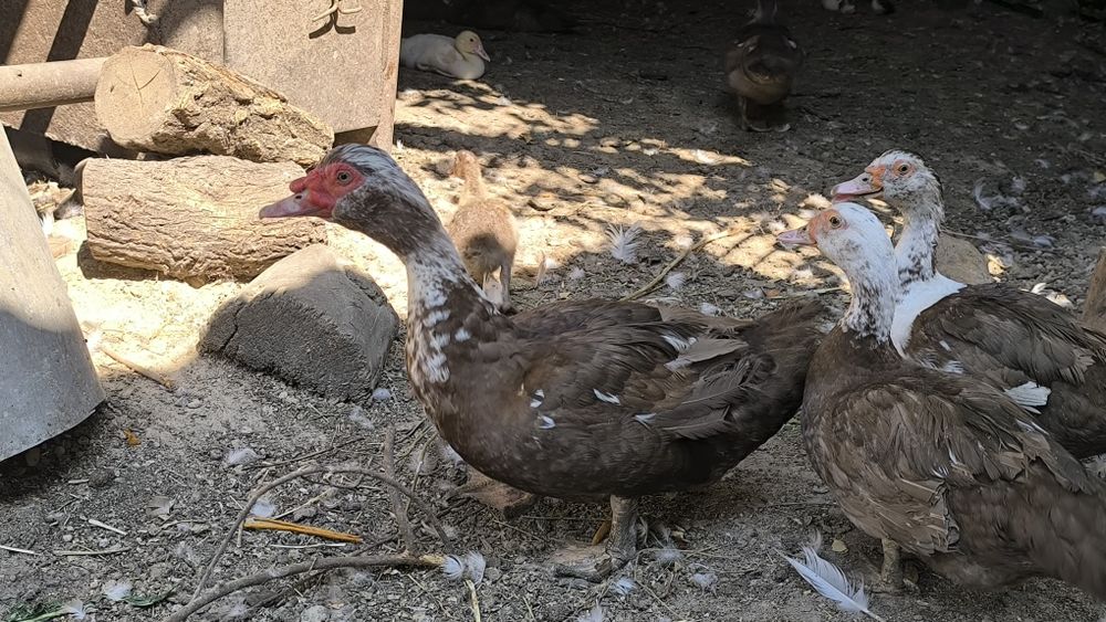 Продам Индоуток.