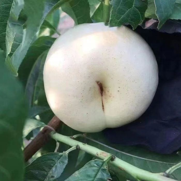 ШОФТОЛИ КУЧАТЛАРИНИ 12 хил сорти бор сортига падвойига кафолат берамиз