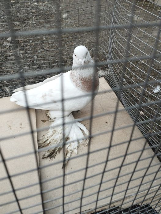 Продам самца голубя