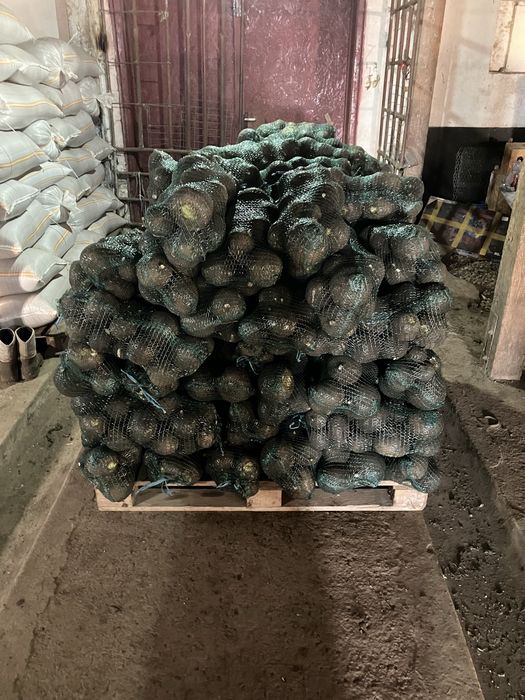 Sfecla Rosie si Ridichi Negre