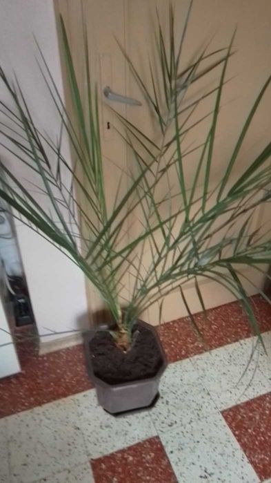 Палма - финикова