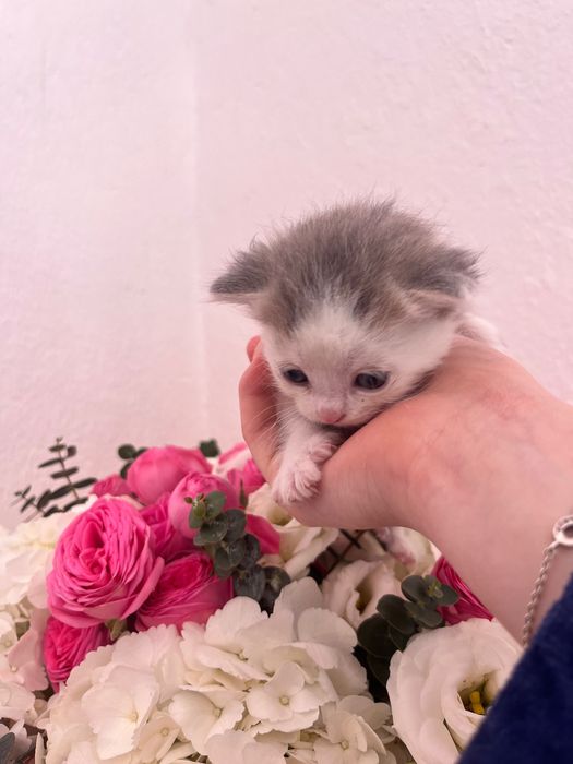 Отдам котят ДАРОМ