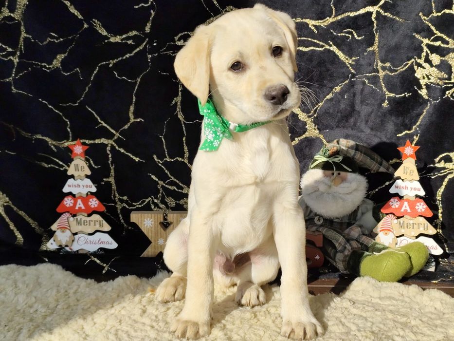 Pui labrador cu pedigree