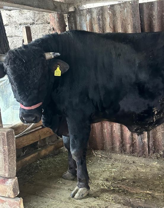 Продам бычка откорм