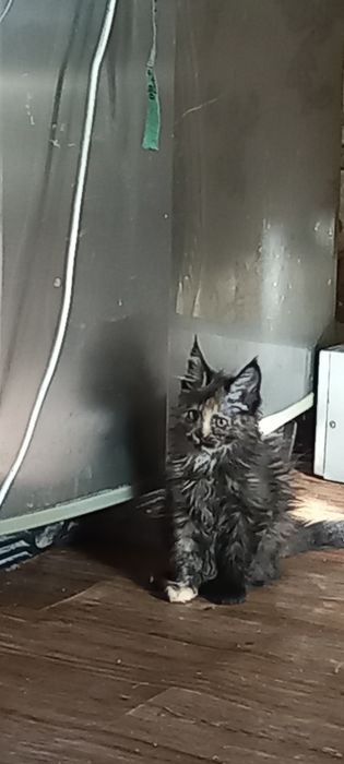 Продам  котят чистокровный мейнкунов