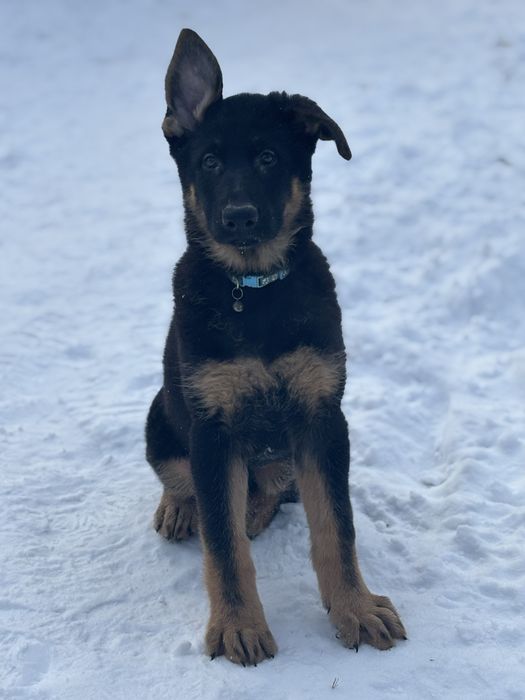 Щенки немецкой овчарки