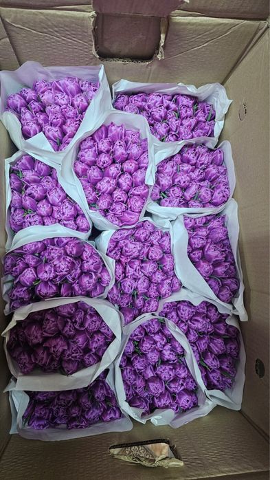 Пионовидные тюльпаны