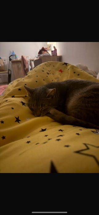 pisica spre adoptie