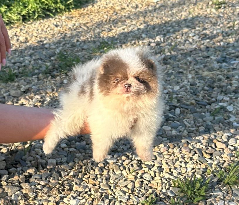 Померан мъжко и женско