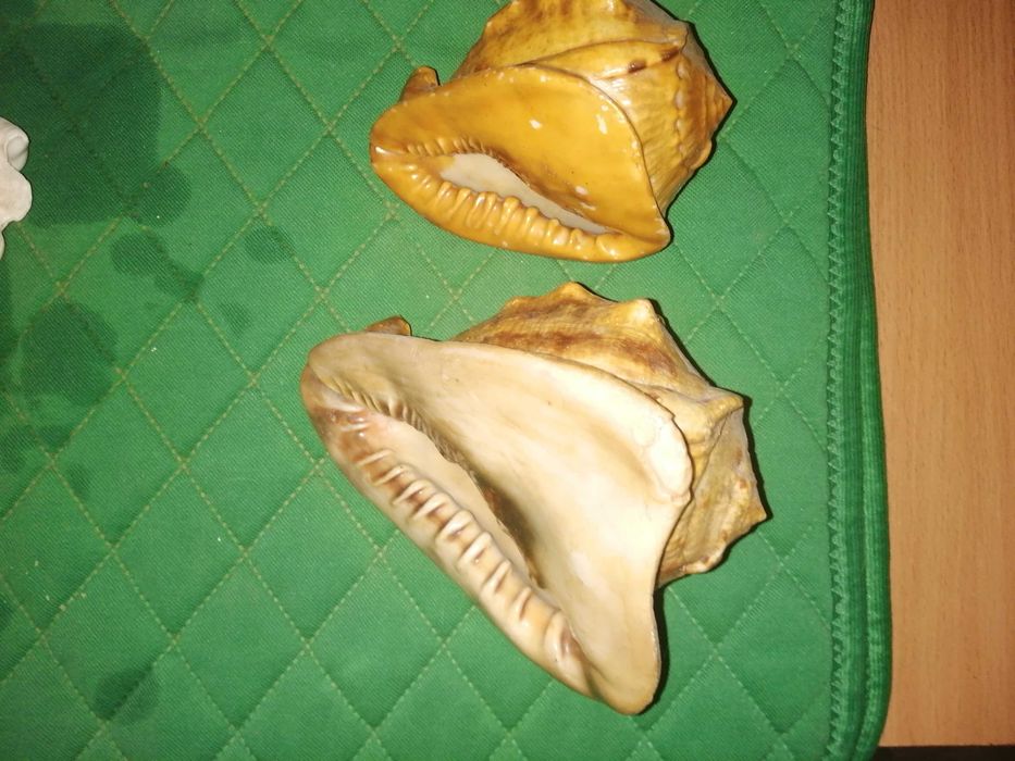 Ракушки для декора