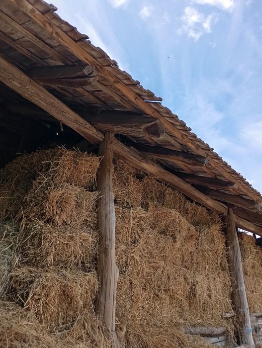 Vând baloți de lucernă