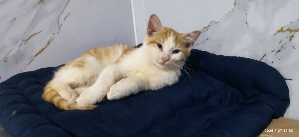 Отдам котят в добрые руки