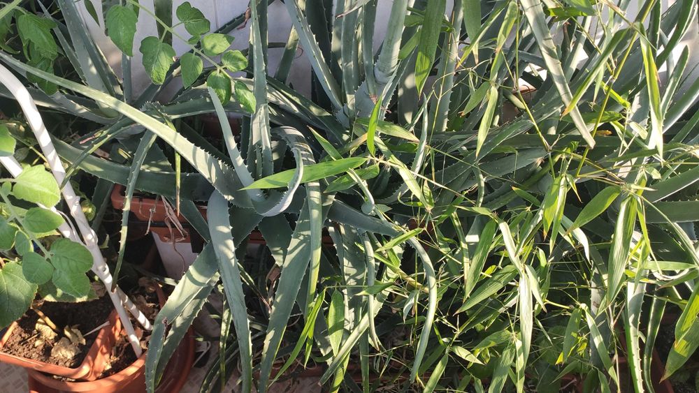 Jardinieră cu Aloe Vera Barbadensis Miller